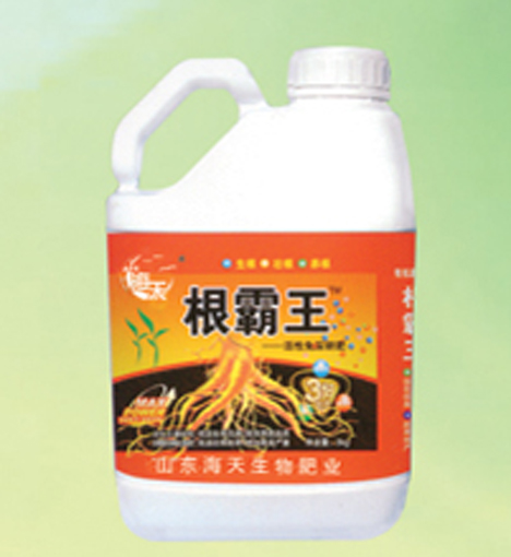 根霸王