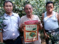 海天肥业苹果示范田